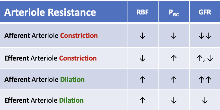 <p>What happens to renal blood flow (RBF) when the efferent arteriole constricts?</p>