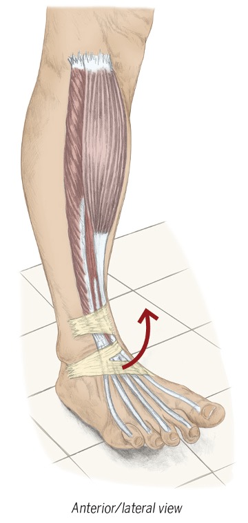 <p><span>tibialis anterior</span></p><p style="text-align: left;"><span>extensor digitorum longus</span></p><p style="text-align: left;"><span>extensor hallucis longus</span></p>