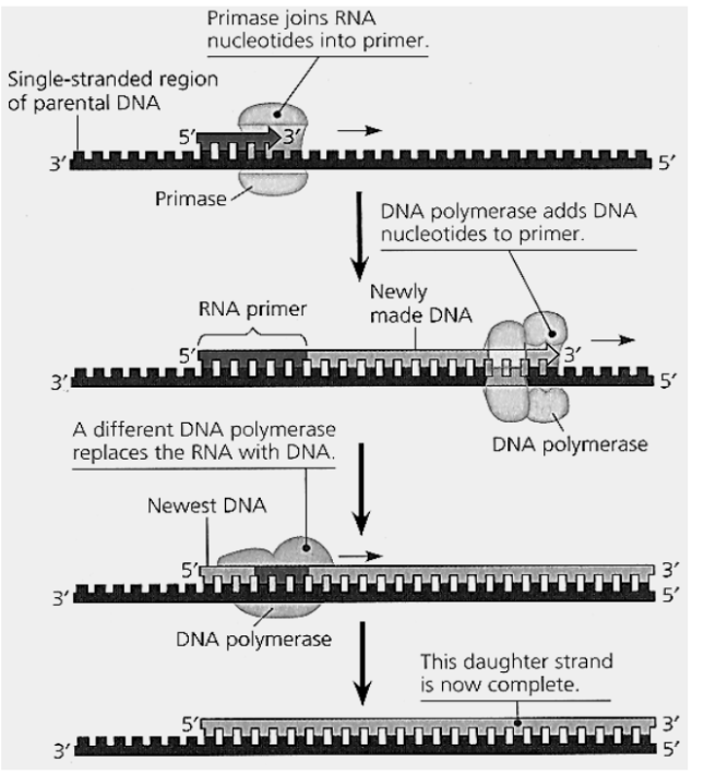 <ol><li><p>A <strong>portion of the parental DNA strand </strong>serves as <strong>template </strong>for making the <strong>RNA primer</strong> with the <strong>complementary base sequence</strong></p></li><li><p>An enzyme called <u>primase</u> <strong>joins the ribonucleotides to make the primer</strong>. The primer is about <strong>10 nucleotides</strong> long in eukaryotes. Hydrolysis of <strong><u>ATP</u> </strong>is involved.</p></li><li><p>The RNA primer provides a <strong>free 3’ OH end</strong> that <strong>DNA polymerase can extend</strong>, thereby priming the synthesis of the daughter DNA strand.</p></li><li><p>A DNA polymerase with 5’ to 3’ exonuclease activity (DNA polymerase I) later replaces the RNA nucleotides of the primers with DNA versions.</p></li></ol><p></p>