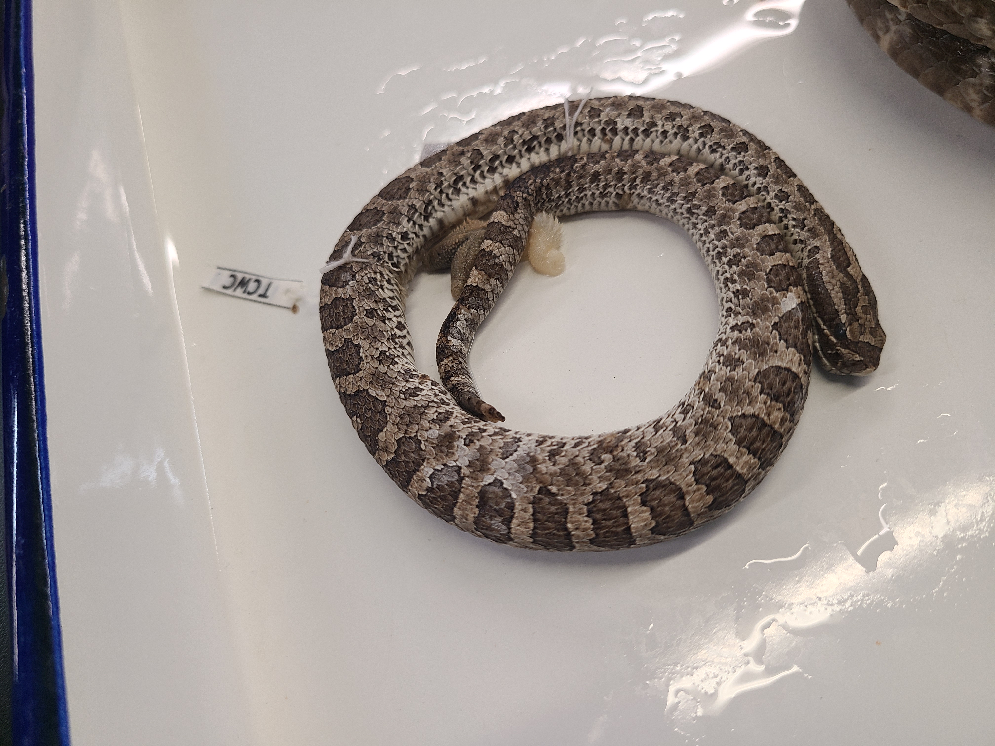 <p>Clade, Family, and Subfamily of Sistrurus catenatus</p>