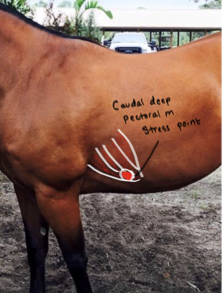 <p>Caudal Deep Pectoral muscle; works to draw foreleg backwards. <br></p>