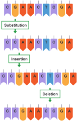 <p>they arise spontaneously during DNA replication</p>