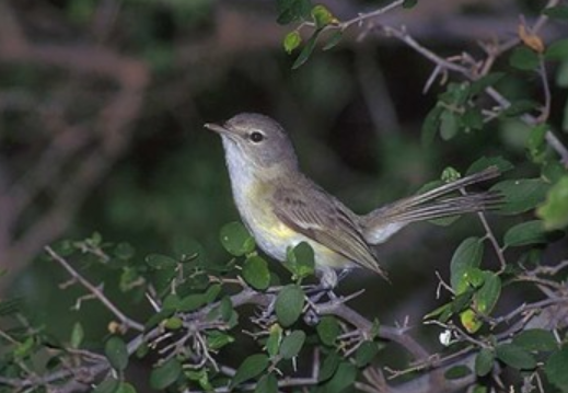 <p>Order: Passeriformes<br>Family: Vireonidae</p>