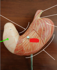 <p>What structure is the green arrow pointing to?</p>