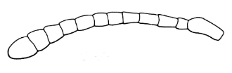 <p>Antennae type where segments increase gradually in size distally</p>