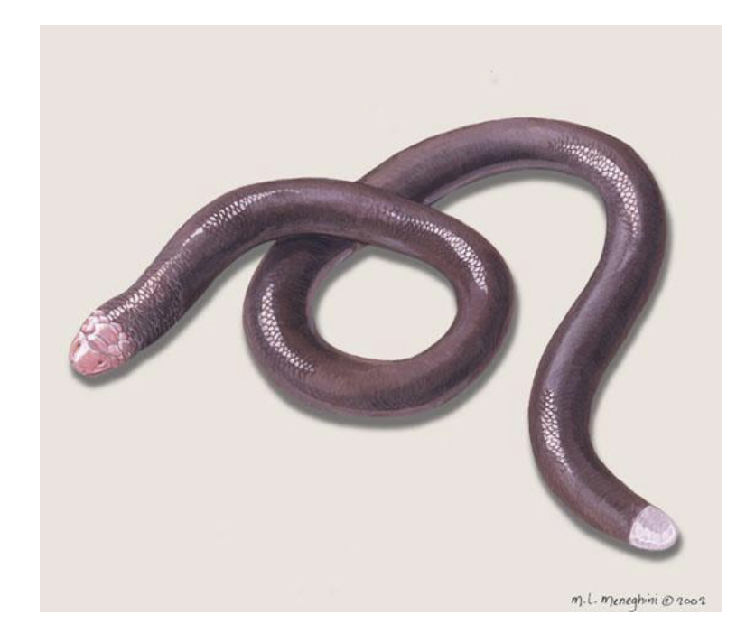 <p>2 genera, 1 family (dibamidae, 25 species</p><p>“blind lizards”</p><ul><li><p><span style="background-color: transparent;">Snake like, short tailed burrowers </span></p></li><li><p><span style="background-color: transparent;">Males have tiny external limbs, females legless </span></p></li><li><p><span style="background-color: transparent;">Vestigial eyes </span></p></li><li><p><span style="background-color: transparent;">Lack ear openings </span></p></li><li><p><span style="background-color: transparent;">1 genus with 1 species in northeast Mexico </span></p></li><li><p><span style="background-color: transparent;">Other genus has 22 species in Southeast Asia</span></p></li><li><p><span style="background-color: transparent;">Poor fossil record</span></p></li><li><p><span style="background-color: transparent;">Ancient lizard group </span></p></li><li><p><span style="background-color: transparent;">Long distance (intercontinental) dispersal across the Bering Strait?!?</span></p></li></ul><p></p>