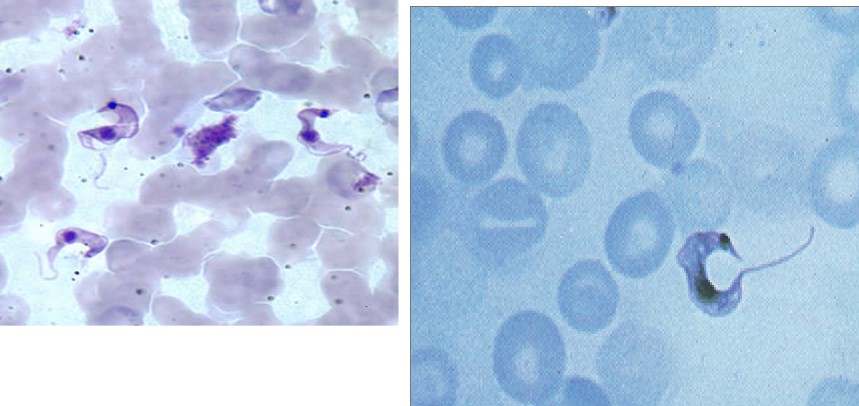 <p>Name, disease, vector</p>