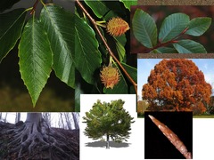 <p>Fagaceae - Fagus grandifolia</p>