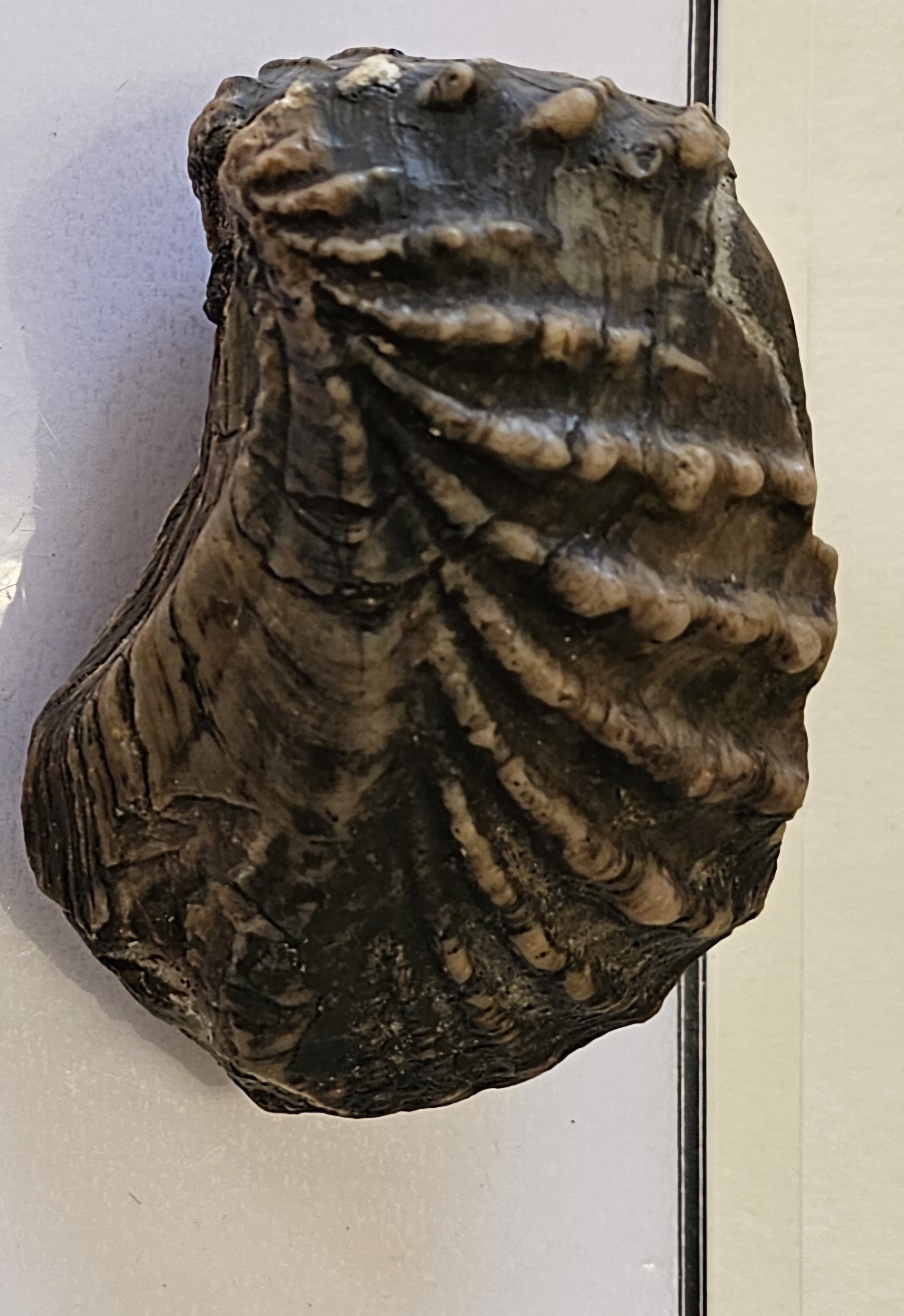 knowt flashcard image