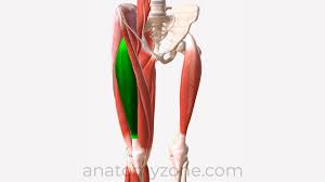 <p>What muscle is this?</p>