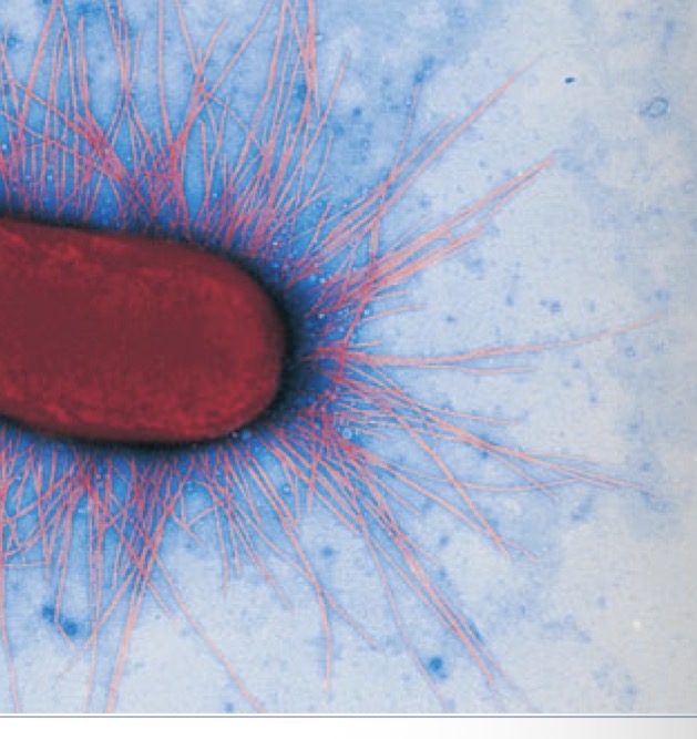 <p>What is fimbriae and pili</p>