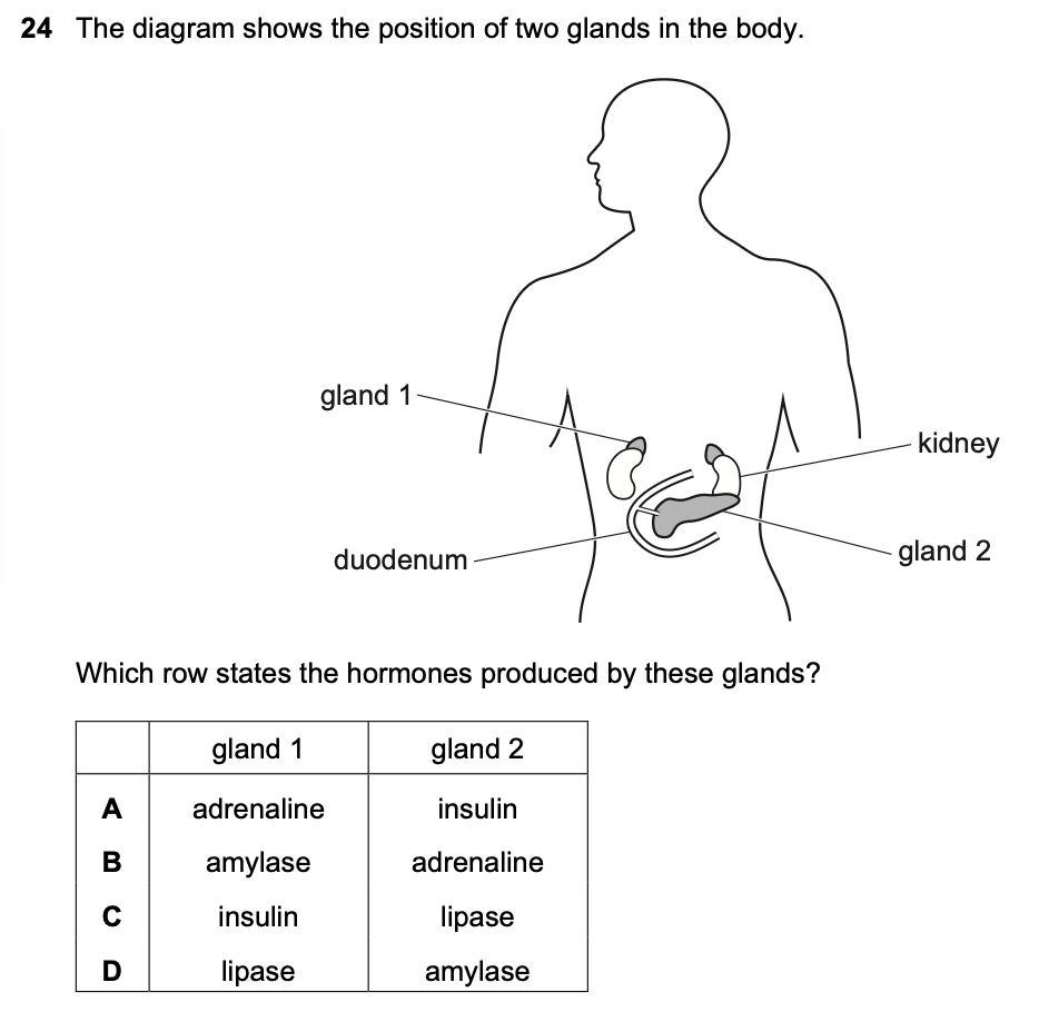 <p>The diagram shows the position of two glands in the body.</p>