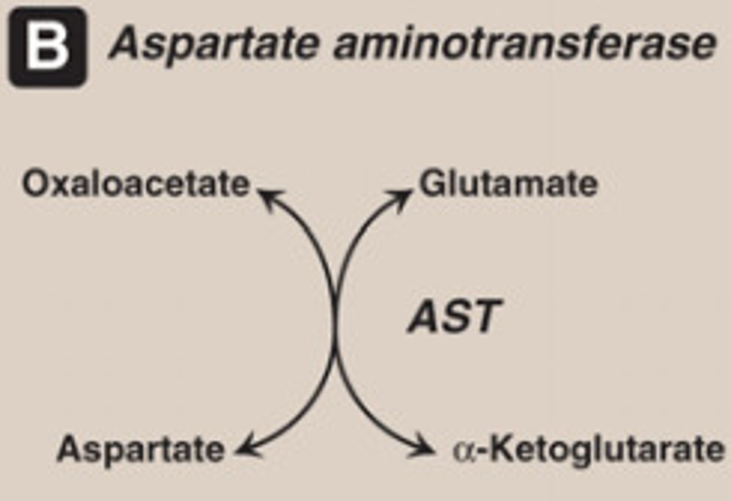 <p>It catalyzes the reversible transfer of an amino group from Aspartate to alpha-ketoglutarate, forming Oxaloacetate and Glutamate.</p>