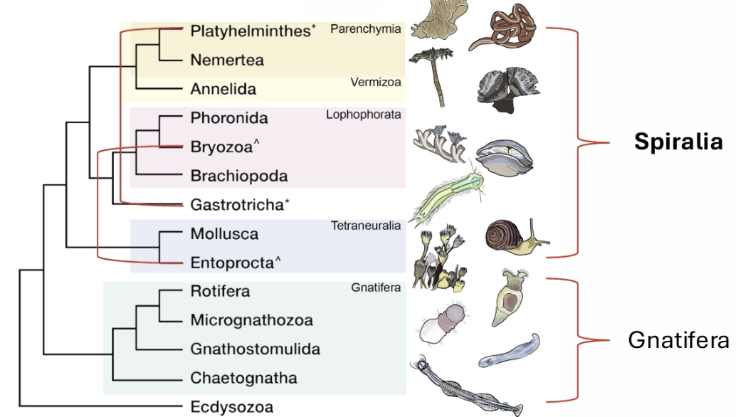 <p>Spiralia and Gnatifera</p>