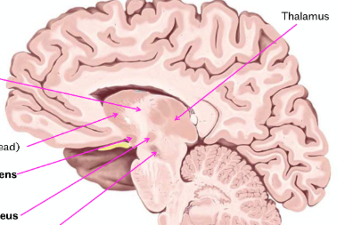 <p>label this right brain parasagittal view of the brain with the structures making up the basal ganglia</p>