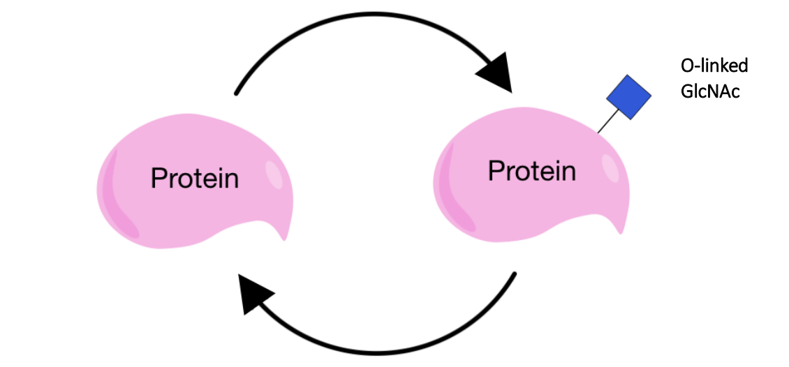 <p>enzyme which adds O-linked GlcNAc</p><p>enzyme which removes O-linked GlcNAc</p>
