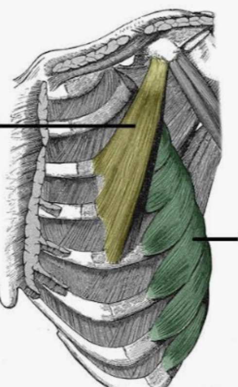 <p><span style="background-color: transparent;">Serratus anterior</span></p><p><span style="background-color: transparent;">Action, functional groups, location?</span></p>