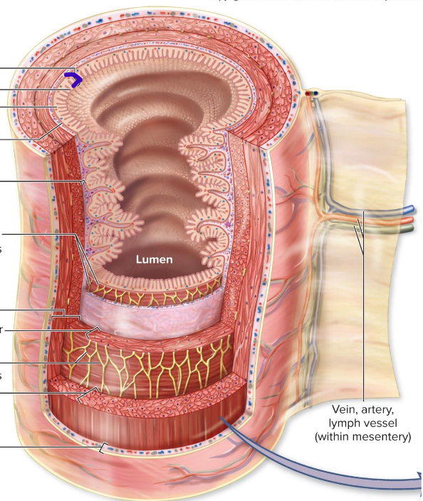 <p>epithelial lining, connective tissue, lamina propria, muscularis mucosae, lightly folded</p>