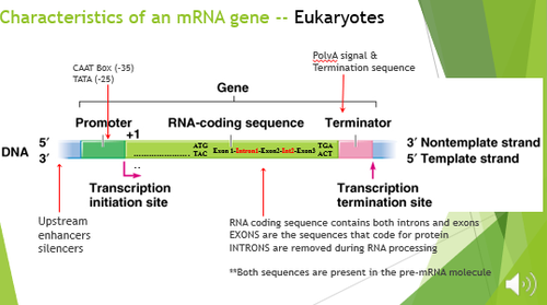 <p>List the core DNA features of a typical eukaryotic gene and sketch how they are arranged</p>
