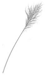 <p>Filoplume Feathers</p>