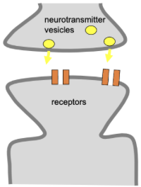 <ul><li><p><span style="background-color: transparent;">Neuroplasticity can affect all parts of a synapse and even create new synapses&nbsp;</span></p></li><li><p><span style="background-color: transparent;">Pre-synaptic</span></p><ul><li><p><span style="background-color: transparent;">Increase vesicle volume</span></p></li><li><p><span style="background-color: transparent;">Increase the availability of vesicles</span></p></li><li><p><span style="background-color: transparent;">Increase release probability</span></p></li><li><p><span style="background-color: transparent;">Neuroplasticity - increased efficacy&nbsp;</span></p></li></ul></li><li><p><span style="background-color: transparent;">Synaptic cleft</span></p><ul><li><p><span style="background-color: transparent;">Reduce reuptake mechanisms</span></p></li><li><p><span style="background-color: transparent;">Reduce gap dimensions</span></p></li></ul></li><li><p><span style="background-color: transparent;">Post-synaptic</span></p><ul><li><p><span style="background-color: transparent;">Increase receptor density/area</span></p></li></ul></li><li><p><span style="background-color: transparent;">Growth - new synapses</span></p><ul><li><p><span style="background-color: transparent;">Make new synapses</span></p></li></ul></li></ul><p></p>
