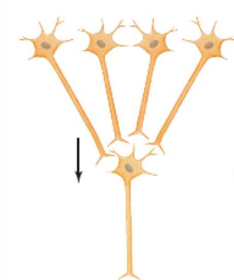 <p>what kind of synaptic integration is this</p>