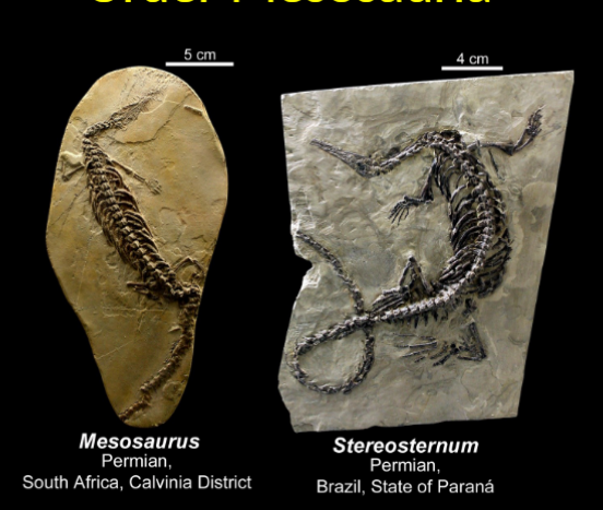 <ul><li><p>both permian </p></li></ul><p></p>