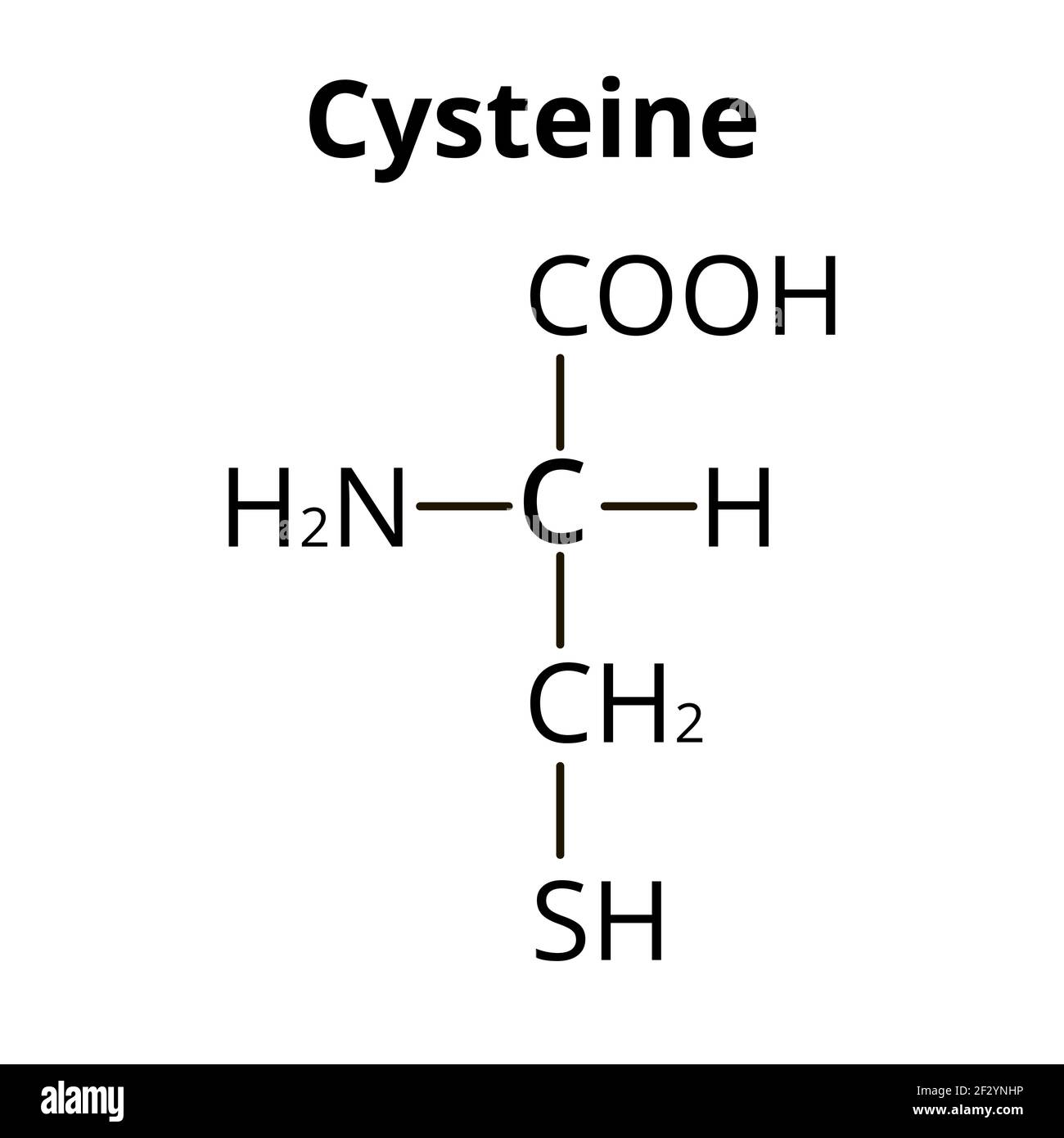 <p>Cysteine</p>