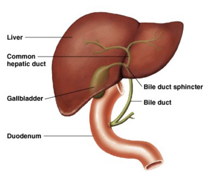 <ul><li><p>first real absorption</p><ul><li><p>because most of chemical digestion, ↑SA and time</p></li></ul></li><li><p>secretions from liver, pancreas, and gallbladder</p><ul><li><p>as well as intestinal wall to a lesser extent</p></li></ul></li></ul><p></p>