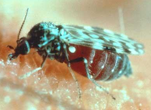 <p><strong>Culicoides </strong></p>