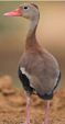 <p>welk type eend is dit</p>