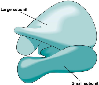 <p>Ribosomes</p>