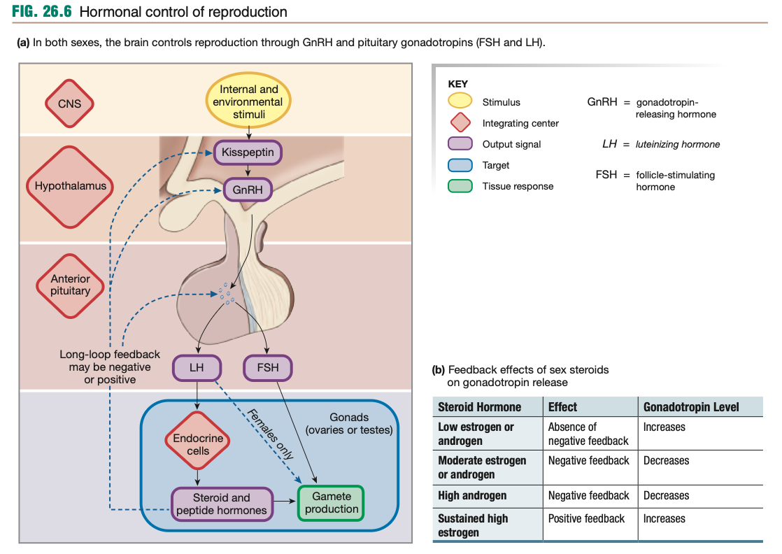 <p>GnRH is released in <strong>pulses</strong>.</p><p>If released in a constant, steady stream, does not effectively stimulate the anterior pituitary.</p>