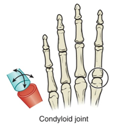 <p>Spherical convex surface with a concave surface</p><ul><li><p>Ex. MCP in hands and MTP in feet</p></li><li><p>Performs flexion/extension and abduction/adduction</p></li><li><p>Bi-axial</p></li></ul><p></p>