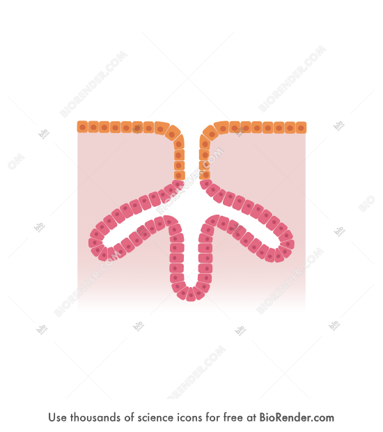 <p>branched tube-shaped gland found in lower portion of stomach</p>