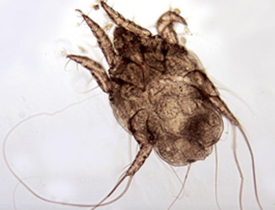 <p>Surface dwelling mite</p><p>occurs in the outer ear canal on host</p>