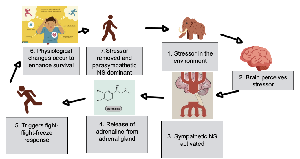 <p>*Activates the visceral muscles, organs and glands to prepare for vigorous activity, or to deal with a stressful/threatening situation.<br>immediate response=enhancing survival</p>