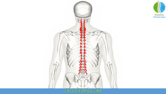 <p>The rotatores are a group of muscles within the transversospinales, located between the vertebrae and primarily involved in stabilizing and rotating the spine. </p>
