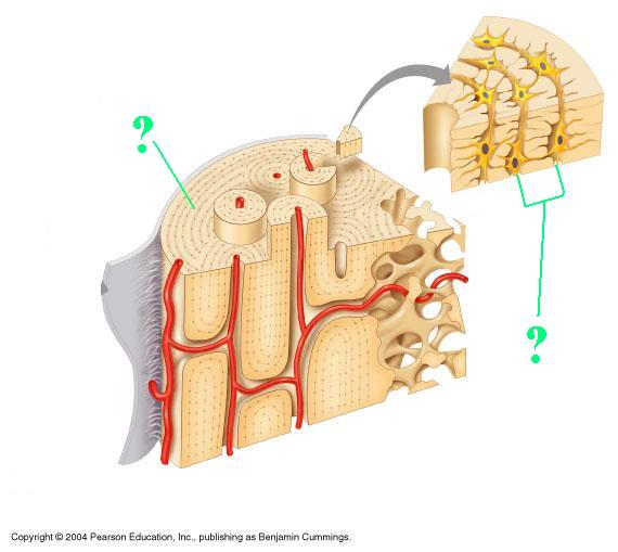 <p>Identify the indicated structure (layer) within compact bone</p>