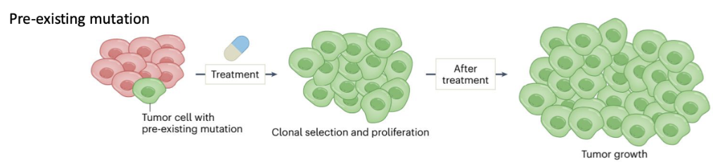 <ul><li><p>Some tumour cells already have a <strong>pre-existing resistance mutation</strong> before treatment</p></li><li><p>Treatment kills sensitive cells but <strong>selects resistant clones</strong></p></li><li><p>These cells undergo <strong>clonal selection and proliferation</strong> → tumour regrowth</p></li><li><p>Key idea: mutation is <strong>already present prior to therapy</strong></p></li></ul><p></p>