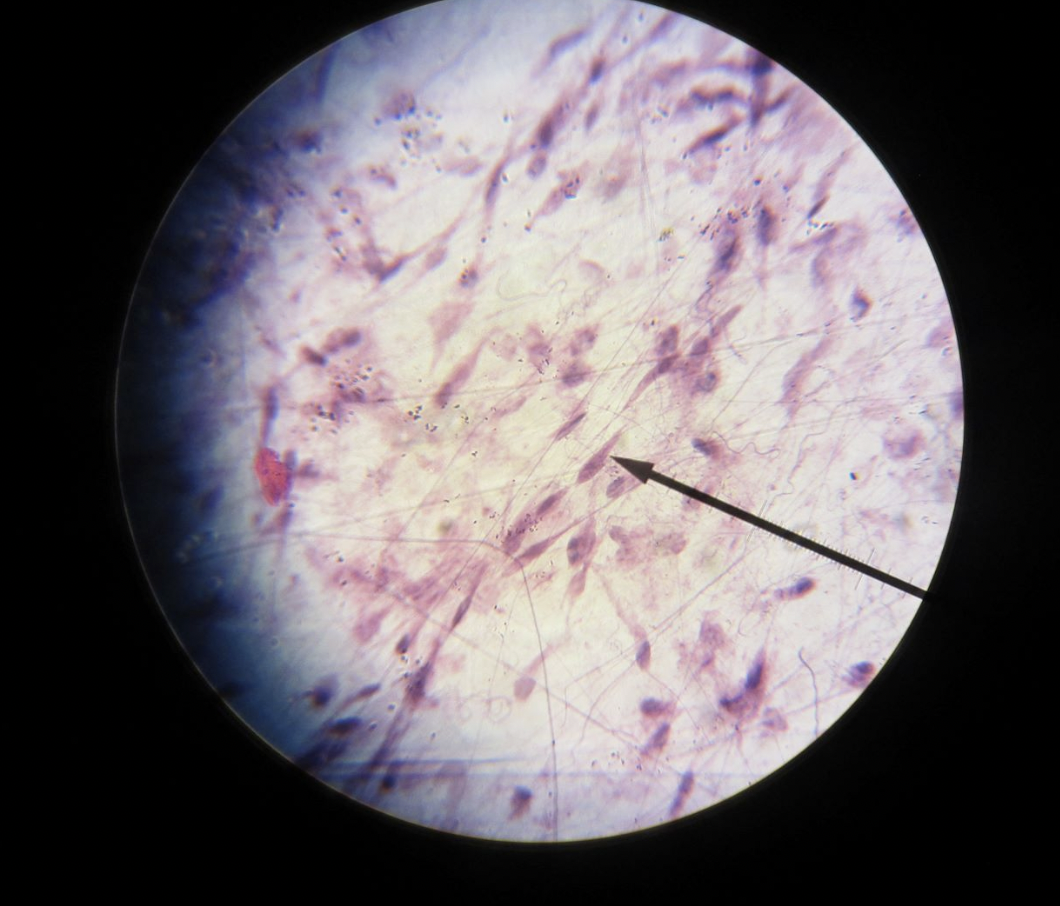 <p>what tissue is this?</p>