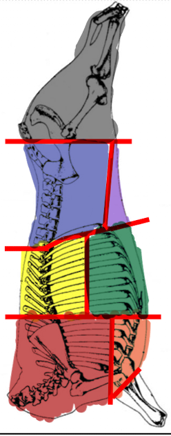 <p>What beef primal is GREEN in this image?</p>