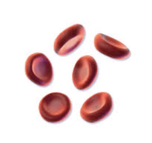 <p><span><span>Give the common and scientific name for RBC, and describe its overall function and key characteristics.</span></span></p>