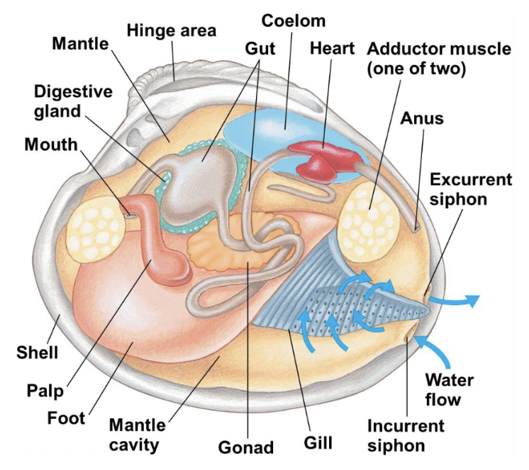 <p>use gills to filter food; move by foot/adductor muscles; have shells; clams, oysters, mussels</p>