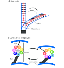<p>In cilia and flagella dynein attaches between adjacent microtubule doublets and uses ATP to pull one microtubule past another. Because the microtubules are anchored and cross-linked, sliding results in bending rather than separation.</p>