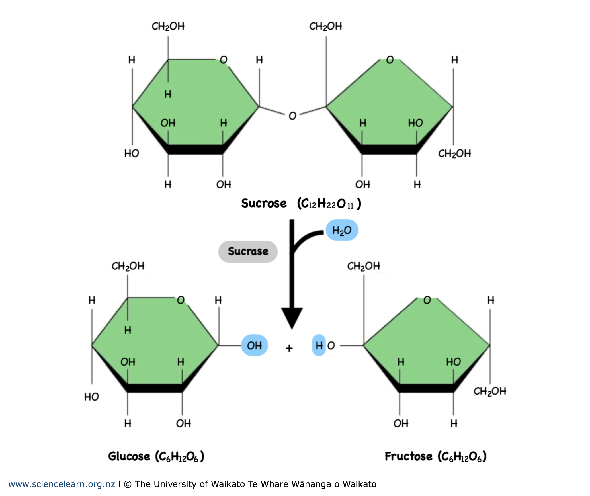 <p>The breaking of molecules with the addition of water! Hiya molecules!</p>