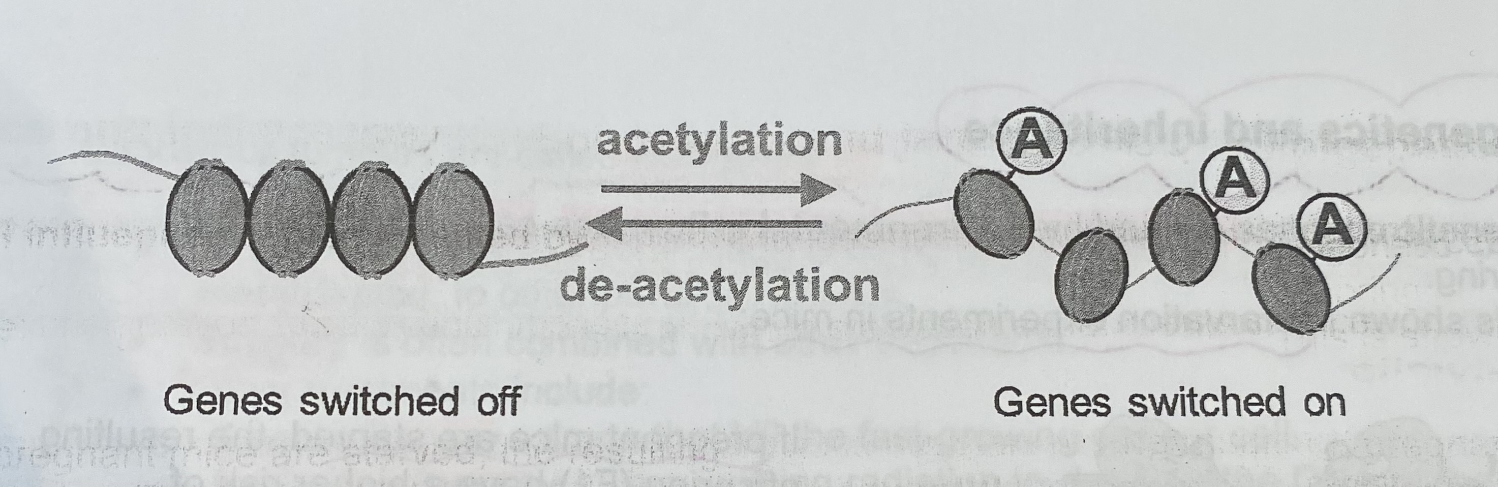 <ul><li><p>Acetyl groups are <strong>removed</strong> from histone proteins</p></li><li><p>This causes DNA to be <strong>more tightly </strong>wrapped around the histones which <strong>increases </strong>condensation of chromatin</p></li><li><p>This makes promotor regions inaccessible</p></li><li><p>Transcriptional factors <strong>cannot bind</strong> to the promotor regions to initiate transcription </p></li><li><p>Genes are <strong>switched off </strong></p></li></ul><p></p>