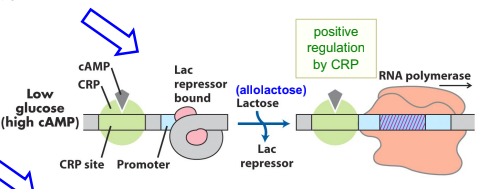 <ul><li><p><strong>Allolactose</strong> produced → binds and <strong>inactivates LacI repressor</strong></p></li><li><p>No glucose → <strong>[cAMP] is high</strong> → cAMP:CRP binds promoter, <strong>stimulates transcription</strong></p></li><li><p>Result: <strong>high level of transcription</strong> (both negative regulation lifted AND positive regulation active)</p></li></ul><p></p>