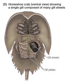 <p>Breathing by aquatic inverts: horseshoe crab</p>