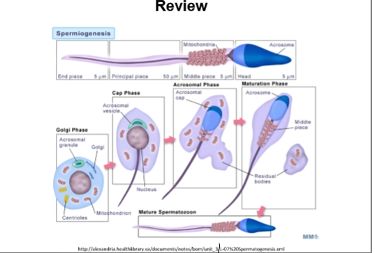 <p><span><strong>Head</strong></span></p><ul><li><p><span><strong>Nucleus</strong></span></p><ul><li><p><span>Highly condensed DNA</span></p></li><li><p><span>Genetic variation due to crossing over during meiosis</span></p></li></ul></li><li><p><span><strong>Acrosome</strong></span></p><ul><li><p><span>Contains enzymes needed to penetrate the <strong>zona pellucida</strong></span></p></li><li><p><span>Required for fertilization</span></p></li></ul></li></ul><p><span><strong>Midpiece</strong></span></p><ul><li><p><span>Packed with <strong>mitochondria</strong></span></p></li><li><p><span>Provides ATP for motility</span></p></li><li><p><span>Formed during maturation phase</span></p></li></ul><p><span><strong>Tail (Flagellum)</strong></span></p><ul><li><p><span>Also called:</span></p><ul><li><p><span><strong>Flagellum</strong></span></p></li><li><p><span><strong>Principal piece</strong></span></p></li></ul></li><li><p><span>Provides propulsion through the female reproductive tract</span></p></li></ul><p><span><strong>Professor’s quote</strong></span></p><ul><li><p><span>Sperm = “the ultimate nuclear weapon”<br>(Nucleus + power source + propeller</span></p></li></ul><p></p>